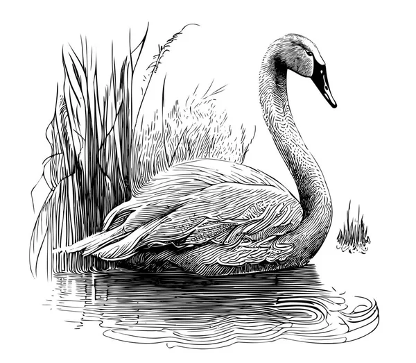 Swan Úszás Tóban Kézzel Rajzolt Vázlat Firka Stílusú Illusztráció — Stock Vector