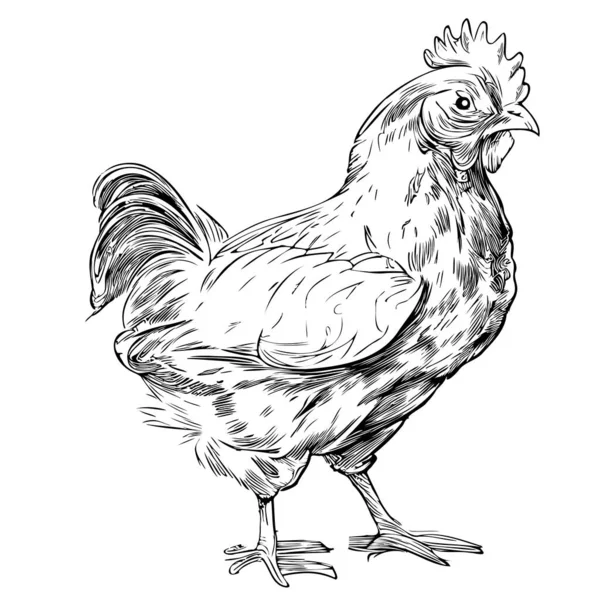 Hen Standing Hand Drawn Sketch Vector Illustration Farming — Stock Vector