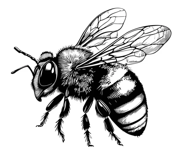 Abeja Dibujado Mano Insectos Vector Ilustración Miel — Archivo Imágenes Vectoriales