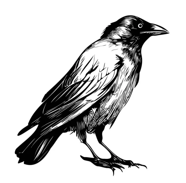 Rabe Handgezeichnete Skizze Vektor Illustration Vögel Halloween — Stockvektor