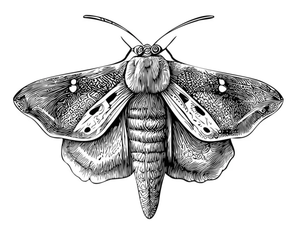 Moth Insect Boceto Dibujado Mano Ilustración Estilo Garabato — Archivo Imágenes Vectoriales