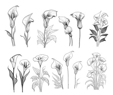 Set of calla lilies hand drawn sketch in doodle style illustration clipart