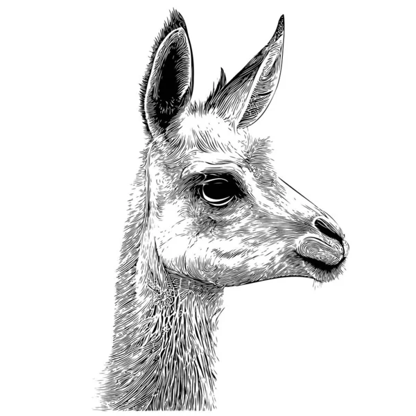 Croquis Tête Lama Dessiné Main Dans Une Illustration Style Doodle — Image vectorielle