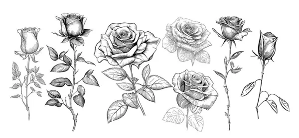 Conjunto Rosas Boceto Dibujado Mano Estilo Garabato Ilustración — Vector de stock