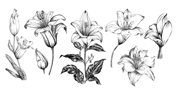 Lilies Set Bosquejo Dibujado Mano Estilo Garabato Ilustración — Vector de stock