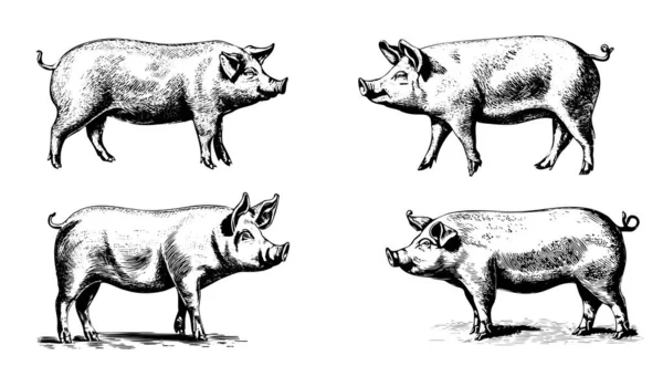 Conjunto Cerdos Ilustración Boceto Dibujado Mano Agricultura — Archivo Imágenes Vectoriales