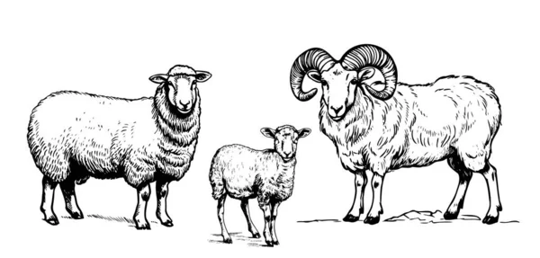 Sheep Family Hand Drawn Sketch Illustration Farming — Stock Vector