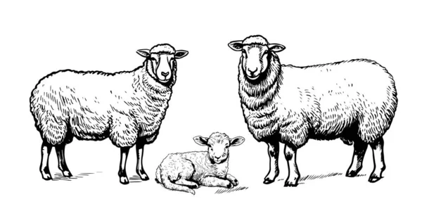 Sheep Set Hand Drawn Sketch Illustration Farming — Stock Vector