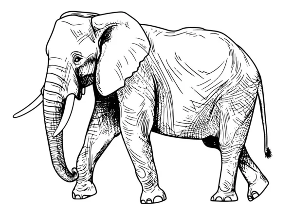 Éléphant Marche Dessin Main Illustration — Image vectorielle