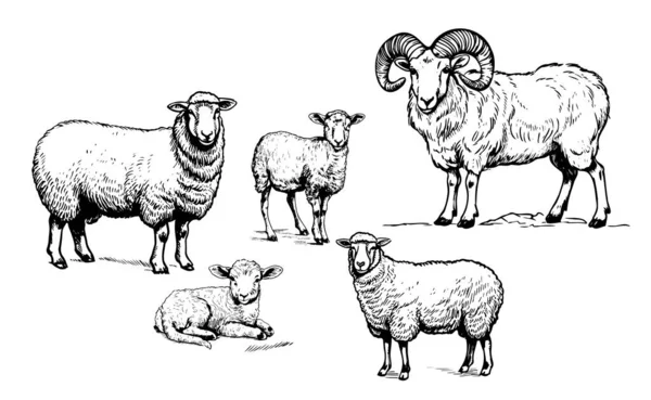 Ovelha Ram Cordeiro Família Esboço Desenhado Mão Vetor Ilustração Fazenda —  Vetores de Stock