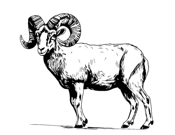 Animal Ram Hand Drawn Sketch Illustration Farm Animals — Stock Vector