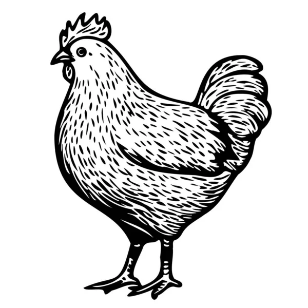 Chicken Hen Standing Sketch Hand Drawn Doodle Style Illustration — Stock Vector