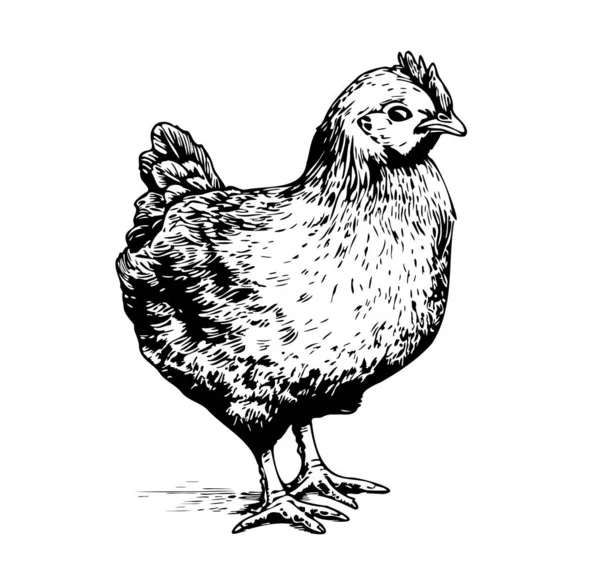 Kurczak Mały Stojący Ręka Rysowane Szkic Ilustracja — Wektor stockowy