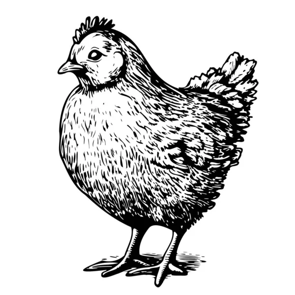 Kylling Stående Gård Fugl Skitse Hånd Tegnet Doodle Stil Illustration – Stock-vektor