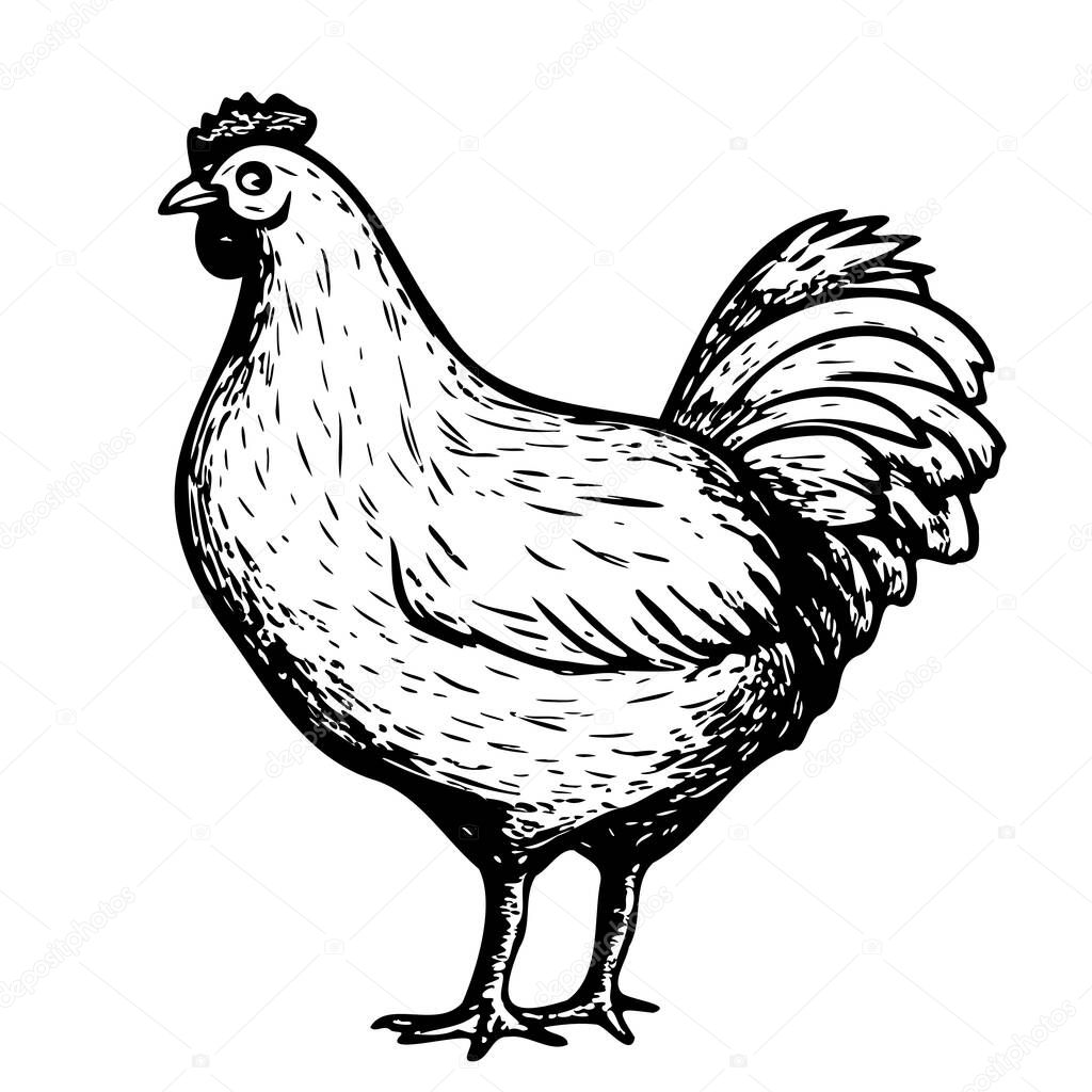 Farm Hen standing hand drawn sketch illustration