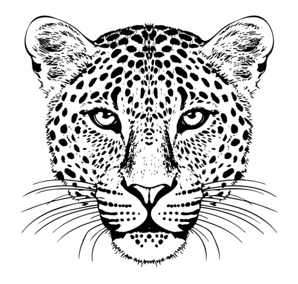 Retrato Leopardo Esboço Desenhado Mão Ilustração Vetorial Animais Selvagens — Vetor de Stock