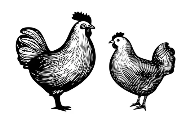 Illustration Croquis Dessinés Main Par Coq Poule — Image vectorielle