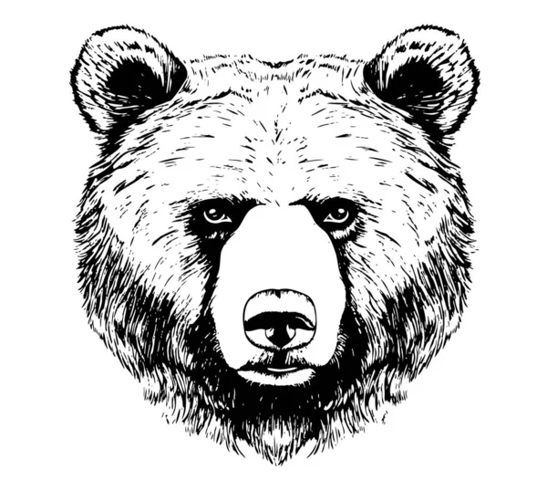 Medvědí Tvář Skica Ručně Kreslený Kreslený Kreslený Styl Ilustrace — Stockový vektor
