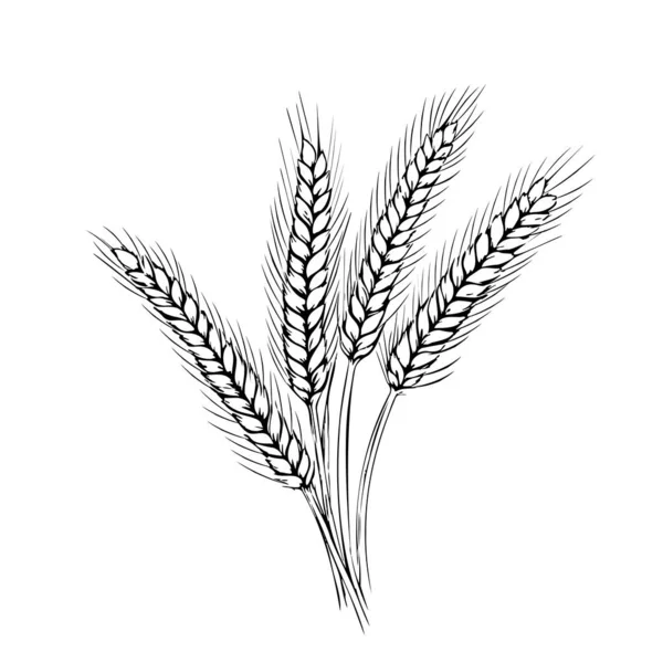 ドアスタイルのイラストで描かれた小麦の手描きスケッチ — ストックベクタ