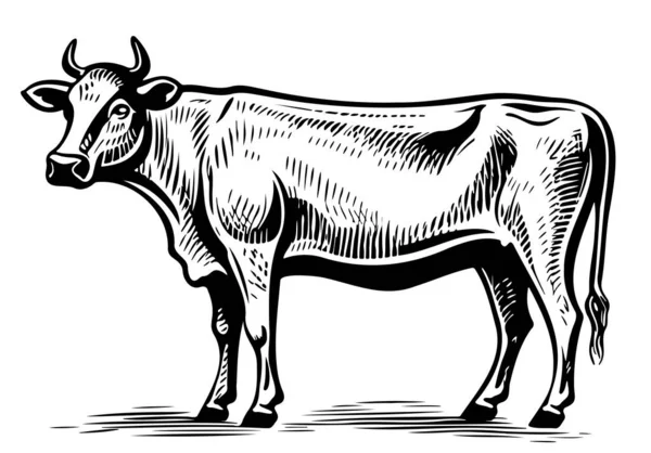 Krowa Stojąca Ręka Rysowane Szkic Ilustracja Bydło — Wektor stockowy