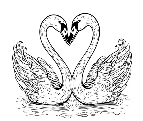 Deux Cygnes Esquisse Dessinée Main Dans Illustration Style Doodle — Image vectorielle