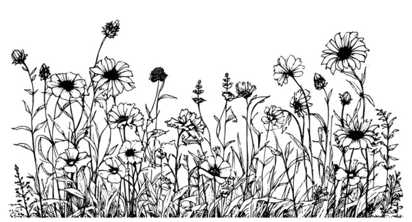 Άγρια Λουλούδι Πεδίο Συνόρων Χέρι Σχέδιο Σκίτσο Στην Εικόνα Στυλ — Διανυσματικό Αρχείο