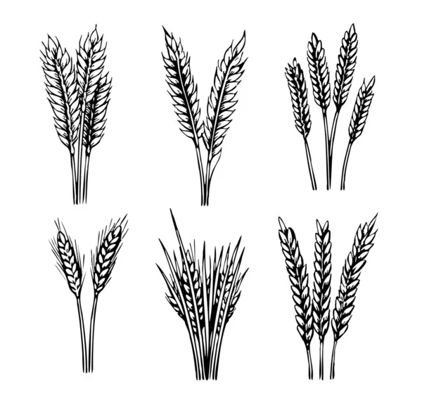 Ручной Рисунок Пшеницы Стиле Каракулей — стоковый вектор