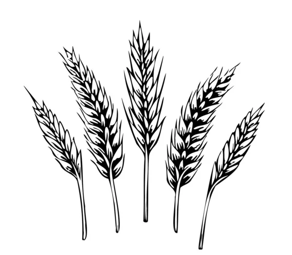 Вуха Пшеничного Набору Ескізна Рука Намальована Каракулі Сільськогосподарська Ілюстрація — стоковий вектор