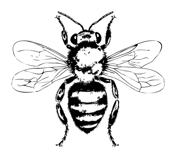 从上面画的蜂景图昆虫图解 — 图库矢量图片