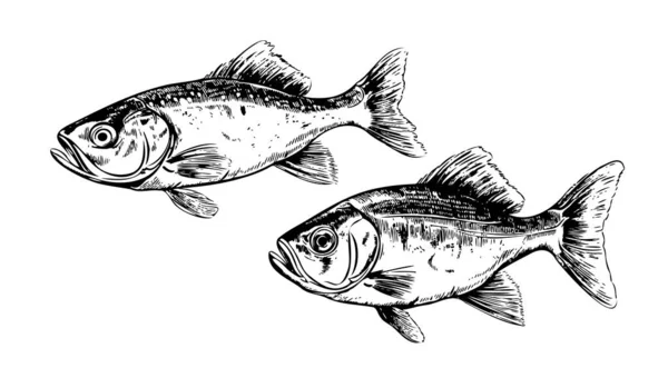 Twee Visschets Met Hand Getekend Vectorillustratie Zeedieren — Stockvector