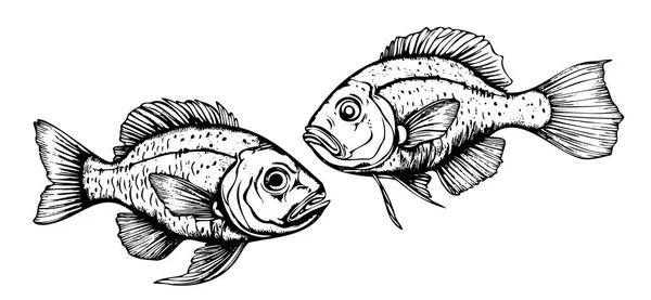 Par Esboço Peixe Desenhado Mão Ilustração Vetorial Sea Food — Vetor de Stock