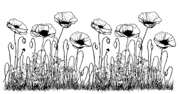 Poppy Květiny Náčrtek Rukou Nakreslené Kresleném Stylu Ilustrace — Stockový vektor