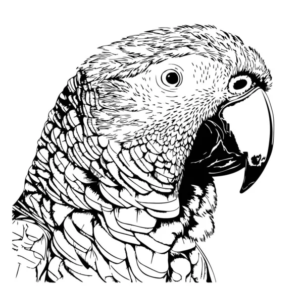 Παπαγάλος Χέρι Ζωγραφισμένα Σκίτσο Απεικόνιση Εξωτικά Πτηνά — Διανυσματικό Αρχείο