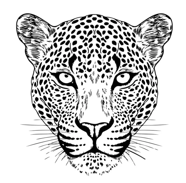Leopardengesicht Handgezeichnete Skizze Vektorillustration Wildkatze — Stockvektor