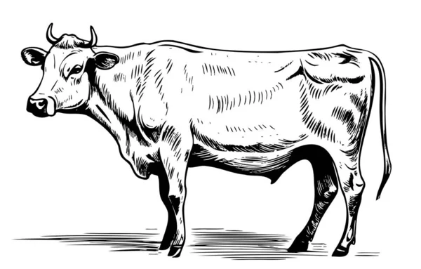 Fazenda Vaca Desenhada Mão Esboço Ilustração Pecuária —  Vetores de Stock