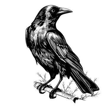 Raven crow hand drawn sketch illustration Birds clipart