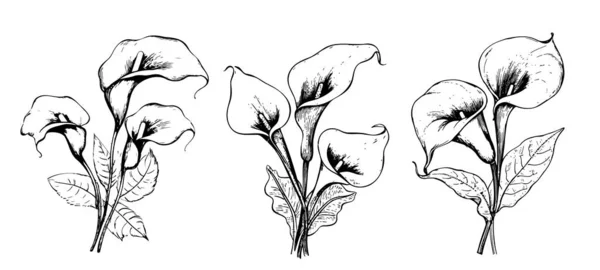 Lelies Calla Set Schets Hand Getekend Doodle Stijl Illustratie — Stockvector