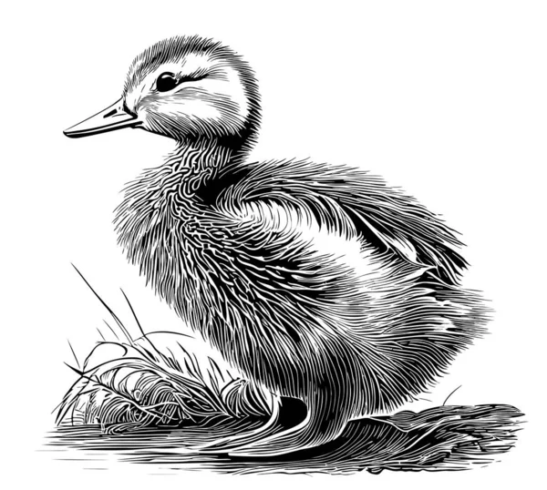 Duckling Pouco Sentado Mão Desenhada Esboço Ilustração —  Vetores de Stock