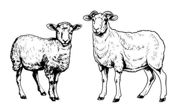 Ram Και Πρόβατα Ζωγραφισμένα Στο Χέρι Εικονογράφηση Σκίτσο — Διανυσματικό Αρχείο