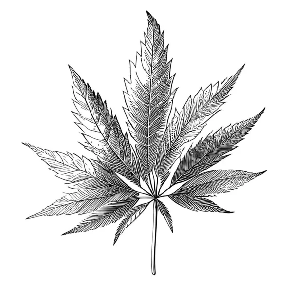 Schizzo Foglie Marijuana Disegnato Mano Stile Doodle Illustrazione Vegetale — Vettoriale Stock