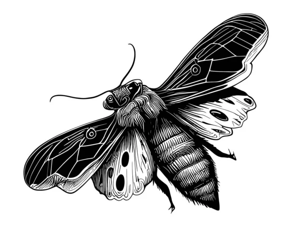 Güve Basit Böcek Eli Çizimi Çizimi — Stok Vektör