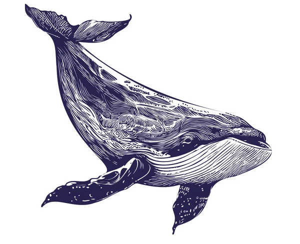 Tangan Sketsa Hewan Laut Paus Digambar Dengan Ilustrasi Corat Coret - Stok Vektor