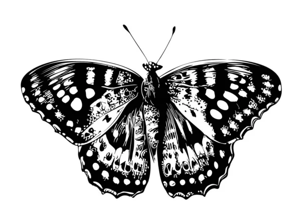 Motyl Piękny Ręcznie Rysowane Szkic Wektor Ilustracja Owady — Wektor stockowy