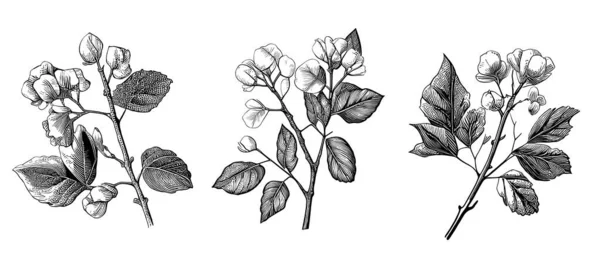 Conjunto Flores Algodón Aislado Sobre Fondo Blanco Boceto Dibujado Mano — Vector de stock