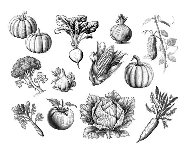 Gemüsesammlung Handgezeichnete Skizze Vektorillustration Gemüse — Stockvektor
