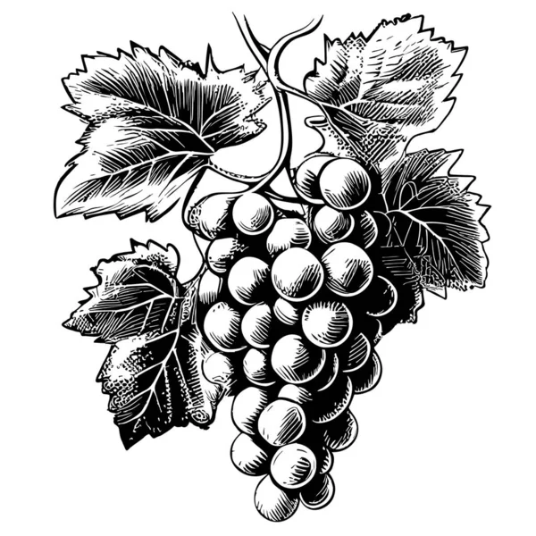 Trauben Büschel Handgezeichnete Skizze Illustration Obst Und Obstplantagen — Stockvektor