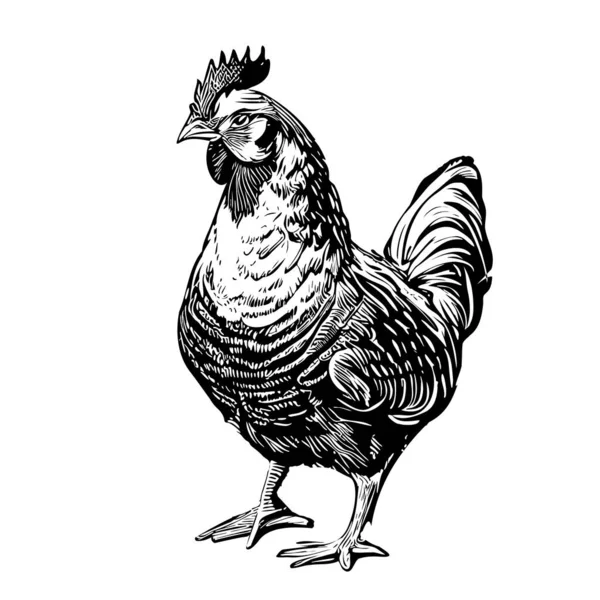 Фермерская Курица Нарисовала Векторную Иллюстрацию — стоковый вектор
