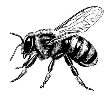 Honey Bee side view hand drawn sketch insects illustration clipart