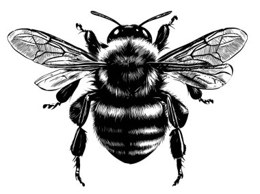 Bumblebee yan görünümü elle çizilmiş çizim böcekleri illüstrasyonu
