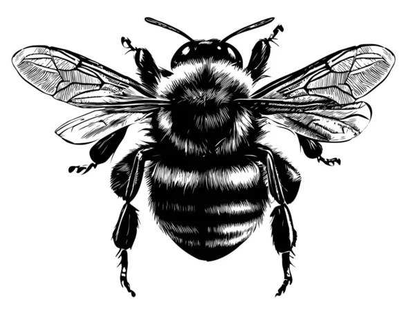 Bumblebee Vista Lateral Dibujado Mano Boceto Insectos Ilustración — Archivo Imágenes Vectoriales